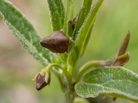 Vincetoxicum fuscatum https://www.jungledragon.com/image/149405/vincetoxicum_fuscatum.html
https://www.jungledragon.com/image/149407/vincetoxicum_fuscatum.html Apocynaceae,Bulgaria,Eudicot,Europe,Flowering Plant,Gentianales,Geotagged,Magnoliophyta,Plantae,South-eastern Bulgaria,Spring,Stargach mountain,Vincetoxicum fuscatum,Wildlife