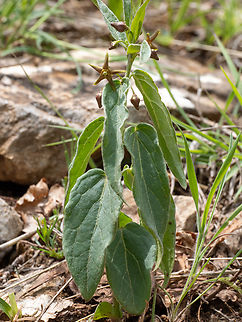 Vincetoxicum fuscatum https://www.jungledragon.com/image/149405/vincetoxicum_fuscatum.html
https://www.jungledragon.com/image/149406/vincetoxicum_fuscatum.html Apocynaceae,Bulgaria,Eudicot,Europe,Flowering Plant,Gentianales,Geotagged,Magnoliophyta,Plantae,South-eastern Bulgaria,Spring,Stargach mountain,Vincetoxicum fuscatum,Wildlife