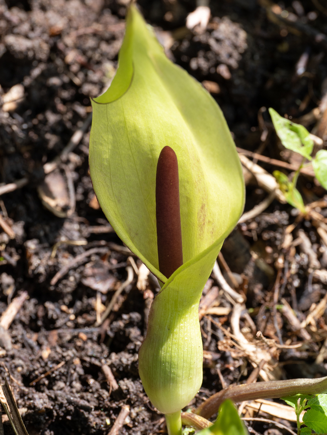 Arum lily - Arum maculatum I photographed the flowering plant 6 years after I photographed its fruit! <br />
<figure class="photo"><a href="https://www.jungledragon.com/image/149433/arum_lily_-_arum_maculatum.html" title="Arum lily - Arum maculatum"><img src="https://s3.amazonaws.com/media.jungledragon.com/images/1332/149433_thumb.jpg?AWSAccessKeyId=05GMT0V3GWVNE7GGM1R2&Expires=1759968010&Signature=PWB60Cseh22TBCpL82%2FOj1vD09A%3D" width="200" height="150" alt="Arum lily - Arum maculatum I photographed the flowering plant 6 years after I photographed its fruit! <br />
Arum maculatum section showing male-female flowersл<br />
https://www.jungledragon.com/image/149432/arum_lily_-_arum_maculatum.html<br />
https://www.jungledragon.com/image/52596/arum_lily_-_arum_maculatum.html Alismatales,Araceae,Arum maculatum,Bulgaria,Cuckoo-Pint,Europe,Flowering Plant,Geotagged,Magnoliophyta,Monocot,Plantae,Snakeshead,South-eastern Bulgaria,Spring,Stargach mountain,Wild arum,Wildlife" /></a></figure><br />
<figure class="photo"><a href="https://www.jungledragon.com/image/52596/arum_lily_-_arum_maculatum.html" title="Arum lily - Arum maculatum"><img src="https://s3.amazonaws.com/media.jungledragon.com/images/1332/52596_thumb.jpg?AWSAccessKeyId=05GMT0V3GWVNE7GGM1R2&Expires=1759968010&Signature=PUuzCxtKMWGGfe4D36wyFTv9cNk%3D" width="102" height="152" alt="Arum lily - Arum maculatum https://www.jungledragon.com/image/149432/arum_lily_-_arum_maculatum.html<br />
https://www.jungledragon.com/image/149433/arum_lily_-_arum_maculatum.html Alismatales,Araceae,Arum maculatum,Bjala reka meanders protected area,Bulgaria,Europe,Flowering Plant,Geotagged,Lords-and-ladies,Magnoliophyta,Monocot,Nature,Plantae,Rhodope mountains,Snakeshead,Summer,Wild arum,Wildlife,flower" /></a></figure> Alismatales,Araceae,Arum maculatum,Bulgaria,Cuckoo-Pint,Europe,Flowering Plant,Geotagged,Magnoliophyta,Monocot,Plantae,Snakeshead,South-eastern Bulgaria,Spring,Stargach mountain,Wild arum,Wildlife