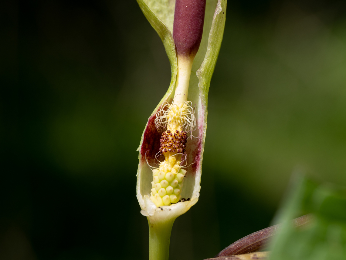 Arum lily - Arum maculatum I photographed the flowering plant 6 years after I photographed its fruit! <br />
Arum maculatum section showing male-female flowersл<br />
<figure class="photo"><a href="https://www.jungledragon.com/image/149432/arum_lily_-_arum_maculatum.html" title="Arum lily - Arum maculatum"><img src="https://s3.amazonaws.com/media.jungledragon.com/images/1332/149432_thumb.jpg?AWSAccessKeyId=05GMT0V3GWVNE7GGM1R2&Expires=1759968010&Signature=A1upOOjvClAYmSwgG0VGaOmEshA%3D" width="116" height="152" alt="Arum lily - Arum maculatum I photographed the flowering plant 6 years after I photographed its fruit! <br />
https://www.jungledragon.com/image/149433/arum_lily_-_arum_maculatum.html<br />
https://www.jungledragon.com/image/52596/arum_lily_-_arum_maculatum.html Alismatales,Araceae,Arum maculatum,Bulgaria,Cuckoo-Pint,Europe,Flowering Plant,Geotagged,Magnoliophyta,Monocot,Plantae,Snakeshead,South-eastern Bulgaria,Spring,Stargach mountain,Wild arum,Wildlife" /></a></figure><br />
<figure class="photo"><a href="https://www.jungledragon.com/image/52596/arum_lily_-_arum_maculatum.html" title="Arum lily - Arum maculatum"><img src="https://s3.amazonaws.com/media.jungledragon.com/images/1332/52596_thumb.jpg?AWSAccessKeyId=05GMT0V3GWVNE7GGM1R2&Expires=1759968010&Signature=PUuzCxtKMWGGfe4D36wyFTv9cNk%3D" width="102" height="152" alt="Arum lily - Arum maculatum https://www.jungledragon.com/image/149432/arum_lily_-_arum_maculatum.html<br />
https://www.jungledragon.com/image/149433/arum_lily_-_arum_maculatum.html Alismatales,Araceae,Arum maculatum,Bjala reka meanders protected area,Bulgaria,Europe,Flowering Plant,Geotagged,Lords-and-ladies,Magnoliophyta,Monocot,Nature,Plantae,Rhodope mountains,Snakeshead,Summer,Wild arum,Wildlife,flower" /></a></figure> Alismatales,Araceae,Arum maculatum,Bulgaria,Cuckoo-Pint,Europe,Flowering Plant,Geotagged,Magnoliophyta,Monocot,Plantae,Snakeshead,South-eastern Bulgaria,Spring,Stargach mountain,Wild arum,Wildlife