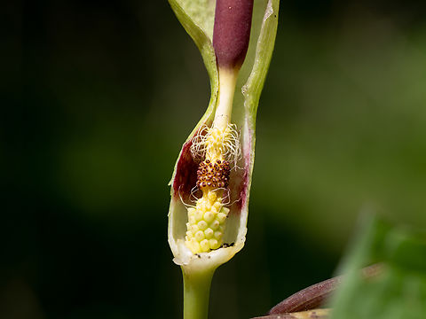 Arum lily - Arum maculatum I photographed the flowering plant 6 years after I photographed its fruit! 
Arum maculatum section showing male-female flowersл
https://www.jungledragon.com/image/149432/arum_lily_-_arum_maculatum.html
https://www.jungledragon.com/image/52596/arum_lily_-_arum_maculatum.html Alismatales,Araceae,Arum maculatum,Bulgaria,Cuckoo-Pint,Europe,Flowering Plant,Geotagged,Magnoliophyta,Monocot,Plantae,Snakeshead,South-eastern Bulgaria,Spring,Stargach mountain,Wild arum,Wildlife