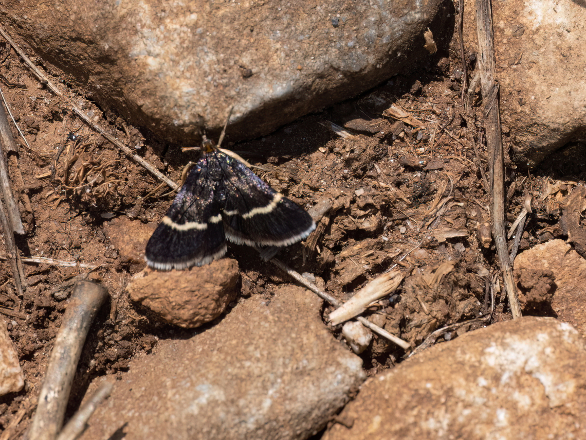 Pyrausta nigrata Unfortunately low quality photo, but the moth flew away too quickly.  Animalia,Arthropoda,Bulgaria,Crambidae,Europe,Geotagged,Insecta,Lepidoptera,Pyraloidea,Pyrausta nigrata,South-eastern Bulgaria,Spring,Stargach mountain,Wildlife