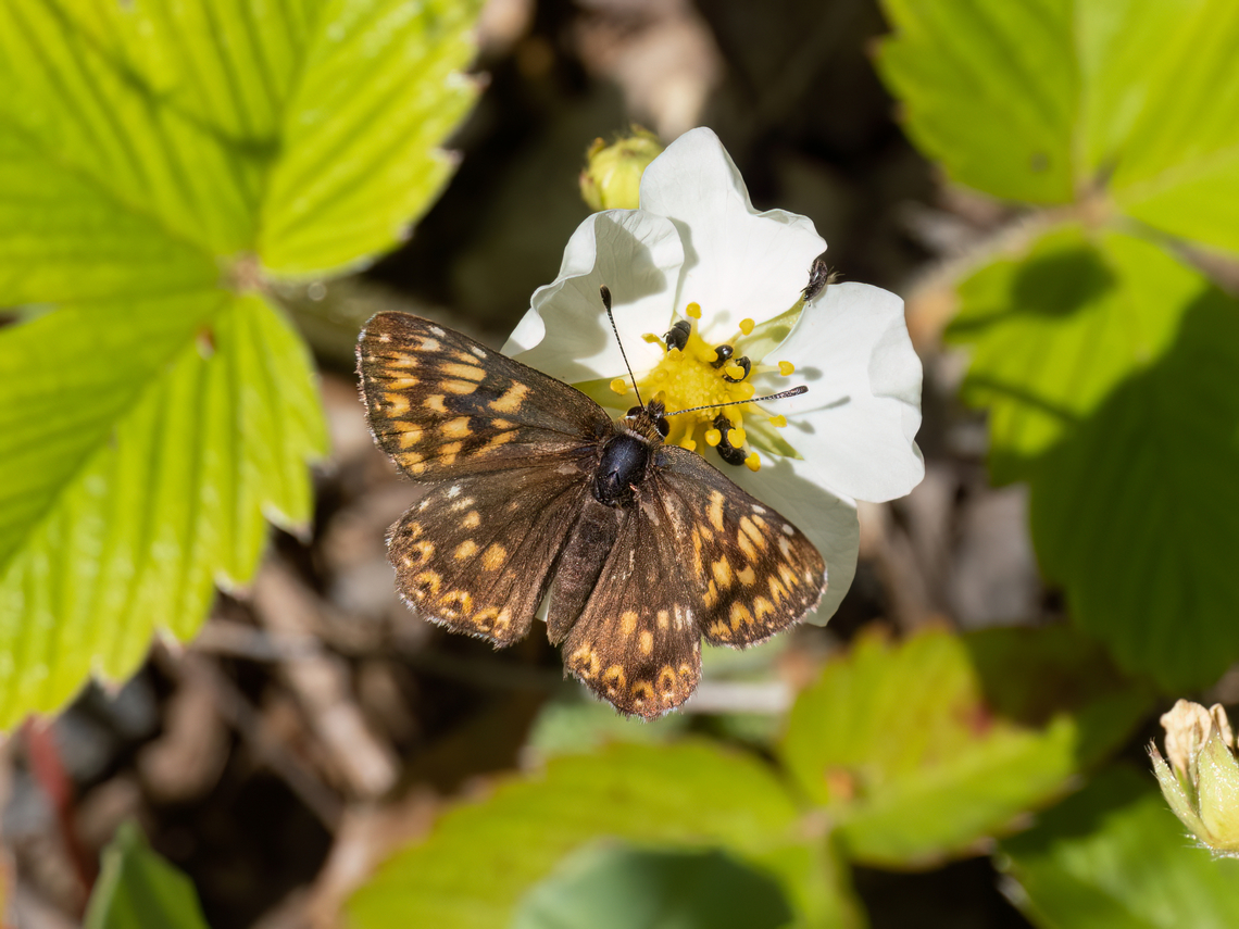 Duke of Burgundy - Hamearis lucina <figure class="photo"><a href="https://www.jungledragon.com/image/149449/duke_of_burgundy_-_hamearis_lucina.html" title="Duke of Burgundy - Hamearis lucina"><img src="https://s3.amazonaws.com/media.jungledragon.com/images/1332/149449_thumb.jpg?AWSAccessKeyId=05GMT0V3GWVNE7GGM1R2&Expires=1763596810&Signature=v85QW499k1vUHLNyXDwCe82yADw%3D" width="200" height="150" alt="Duke of Burgundy - Hamearis lucina https://www.jungledragon.com/image/149448/duke_of_burgundy_-_hamearis_lucina.html Animalia,Arthropoda,Bulgaria,Duke of Burgundy,Europe,Geotagged,Hamearis lucina,Insecta,Lepidoptera,Papilionoidea,Riodinidae,South-eastern Bulgaria,Spring,Stargach mountain,Wildlife" /></a></figure> Animalia,Arthropoda,Bulgaria,Duke of Burgundy,Europe,Geotagged,Hamearis lucina,Insecta,Lepidoptera,Papilionoidea,Riodinidae,South-eastern Bulgaria,Spring,Stargach mountain,Wildlife