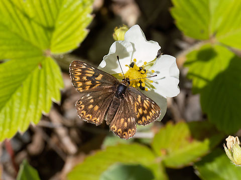 Duke of Burgundy - Hamearis lucina https://www.jungledragon.com/image/149449/duke_of_burgundy_-_hamearis_lucina.html Animalia,Arthropoda,Bulgaria,Duke of Burgundy,Europe,Geotagged,Hamearis lucina,Insecta,Lepidoptera,Papilionoidea,Riodinidae,South-eastern Bulgaria,Spring,Stargach mountain,Wildlife
