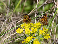 Duke of Burgundy - Hamearis lucina https://www.jungledragon.com/image/149448/duke_of_burgundy_-_hamearis_lucina.html Animalia,Arthropoda,Bulgaria,Duke of Burgundy,Europe,Geotagged,Hamearis lucina,Insecta,Lepidoptera,Papilionoidea,Riodinidae,South-eastern Bulgaria,Spring,Stargach mountain,Wildlife