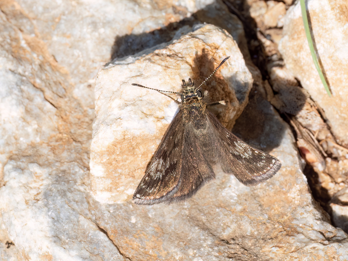 Dingy skipper - Erynnis tages  Animalia,Arthropoda,Bulgaria,Dingy skipper,Erynnis tages,Europe,Geotagged,Hesperiidae,Hesperioidea,Insecta,Lepidoptera,Skipper butterfly,South-eastern Bulgaria,Spring,Stargach mountain,Wildlife
