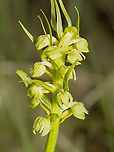 Frog Orchid - Dactylorhiza viridis https://www.jungledragon.com/image/149461/frog_orchid_-_dactylorhiza_viridis.html<br />
https://www.jungledragon.com/image/149462/frog_orchid_-_dactylorhiza_viridis.html Asparagales,Bulgaria,Coeloglossum viride,Dactylorhiza viridis,Europe,Flowering Plant,Frog orchid,Geotagged,Magnoliophyta,Monocot,Orchidaceae,Plantae,South-eastern Bulgaria,Spring,Stargach mountain,Wildlife
