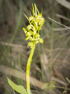 Frog Orchid - Dactylorhiza viridis https://www.jungledragon.com/image/149460/frog_orchid_-_dactylorhiza_viridis.html
https://www.jungledragon.com/image/149462/frog_orchid_-_dactylorhiza_viridis.html Asparagales,Bulgaria,Coeloglossum viride,Dactylorhiza viridis,Europe,Flowering Plant,Frog orchid,Geotagged,Magnoliophyta,Monocot,Orchidaceae,Plantae,South-eastern Bulgaria,Spring,Stargach mountain,Wildlife