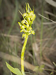 Frog Orchid - Dactylorhiza viridis https://www.jungledragon.com/image/149460/frog_orchid_-_dactylorhiza_viridis.html<br />
https://www.jungledragon.com/image/149462/frog_orchid_-_dactylorhiza_viridis.html Asparagales,Bulgaria,Coeloglossum viride,Dactylorhiza viridis,Europe,Flowering Plant,Frog orchid,Geotagged,Magnoliophyta,Monocot,Orchidaceae,Plantae,South-eastern Bulgaria,Spring,Stargach mountain,Wildlife