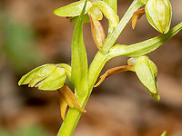 Frog Orchid - Dactylorhiza viridis https://www.jungledragon.com/image/149460/frog_orchid_-_dactylorhiza_viridis.html<br />
https://www.jungledragon.com/image/149461/frog_orchid_-_dactylorhiza_viridis.html Asparagales,Bulgaria,Coeloglossum viride,Dactylorhiza viridis,Europe,Flowering Plant,Frog orchid,Geotagged,Magnoliophyta,Monocot,Orchidaceae,Plantae,South-eastern Bulgaria,Spring,Stargach mountain,Wildlife