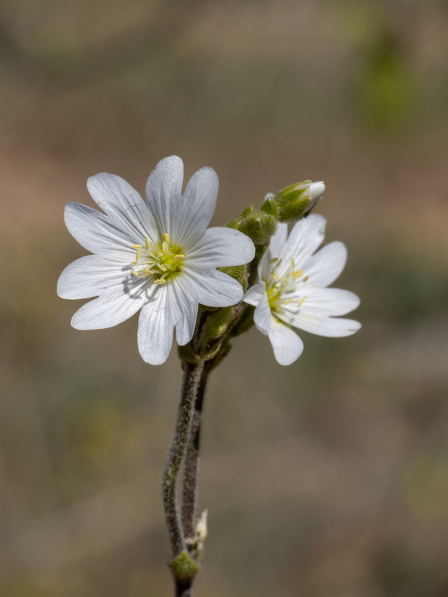 Cerastium decalvans subsp. leontopodium Synonym: Cerastium decalvans subsp. macedonicum<br />
<figure class="photo"><a href="https://www.jungledragon.com/image/149478/cerastium_decalvans_subsp._leontopodium.html" title="Cerastium decalvans subsp. leontopodium"><img src="https://s3.amazonaws.com/media.jungledragon.com/images/1332/149478_thumb.jpg?AWSAccessKeyId=05GMT0V3GWVNE7GGM1R2&Expires=1759968010&Signature=aAWKy8ppZqU5yOLmFdHhdkEUTKs%3D" width="116" height="152" alt="Cerastium decalvans subsp. leontopodium https://www.jungledragon.com/image/149477/cerastium_decalvans_subsp._leontopodium.html<br />
https://www.jungledragon.com/image/149479/cerastium_decalvans_subsp._leontopodium.html<br />
https://www.jungledragon.com/image/149480/cerastium_decalvans_subsp._leontopodium.html Balkan endemic species,Bulgaria,Caryophyllaceae,Caryophyllales,Cerastium decalvans subsp. leontopodium,Cerastium decalvans subsp. macedonicum,Eudicot,Europe,Flowering Plant,Geotagged,Magnoliophyta,Plantae,South-eastern Bulgaria,Spring,Stargach mountain,Wildlife" /></a></figure><br />
<figure class="photo"><a href="https://www.jungledragon.com/image/149479/cerastium_decalvans_subsp._leontopodium.html" title="Cerastium decalvans subsp. leontopodium"><img src="https://s3.amazonaws.com/media.jungledragon.com/images/1332/149479_thumb.jpg?AWSAccessKeyId=05GMT0V3GWVNE7GGM1R2&Expires=1759968010&Signature=ZOAk%2FYq59v7JsfCimt2RST37UIQ%3D" width="116" height="152" alt="Cerastium decalvans subsp. leontopodium https://www.jungledragon.com/image/149477/cerastium_decalvans_subsp._leontopodium.html<br />
https://www.jungledragon.com/image/149478/cerastium_decalvans_subsp._leontopodium.html<br />
https://www.jungledragon.com/image/149480/cerastium_decalvans_subsp._leontopodium.html Balkan endemic species,Bulgaria,Caryophyllaceae,Caryophyllales,Cerastium decalvans subsp. leontopodium,Cerastium decalvans subsp. macedonicum,Eudicot,Europe,Flowering Plant,Geotagged,Magnoliophyta,Plantae,South-eastern Bulgaria,Spring,Stargach mountain,Wildlife" /></a></figure><br />
<figure class="photo"><a href="https://www.jungledragon.com/image/149480/cerastium_decalvans_subsp._leontopodium.html" title="Cerastium decalvans subsp. leontopodium"><img src="https://s3.amazonaws.com/media.jungledragon.com/images/1332/149480_thumb.jpg?AWSAccessKeyId=05GMT0V3GWVNE7GGM1R2&Expires=1759968010&Signature=mkWh7%2B5IngHe3PUnvA8FijCViWE%3D" width="116" height="152" alt="Cerastium decalvans subsp. leontopodium https://www.jungledragon.com/image/149477/cerastium_decalvans_subsp._leontopodium.html<br />
https://www.jungledragon.com/image/149478/cerastium_decalvans_subsp._leontopodium.html<br />
https://www.jungledragon.com/image/149479/cerastium_decalvans_subsp._leontopodium.html Balkan endemic species,Bulgaria,Caryophyllaceae,Caryophyllales,Cerastium decalvans subsp. leontopodium,Cerastium decalvans subsp. macedonicum,Eudicot,Europe,Flowering Plant,Geotagged,Magnoliophyta,Plantae,South-eastern Bulgaria,Spring,Stargach mountain,Wildlife" /></a></figure> Balkan endemic species,Bulgaria,Caryophyllaceae,Caryophyllales,Cerastium decalvans subsp. leontopodium,Cerastium decalvans subsp. macedonicum,Eudicot,Europe,Flowering Plant,Geotagged,Magnoliophyta,Plantae,South-eastern Bulgaria,Spring,Stargach mountain,Wildlife