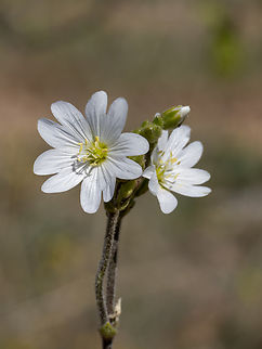Cerastium decalvans subsp. leontopodium Synonym: Cerastium decalvans subsp. macedonicum
https://www.jungledragon.com/image/149478/cerastium_decalvans_subsp._leontopodium.html
https://www.jungledragon.com/image/149479/cerastium_decalvans_subsp._leontopodium.html
https://www.jungledragon.com/image/149480/cerastium_decalvans_subsp._leontopodium.html Balkan endemic species,Bulgaria,Caryophyllaceae,Caryophyllales,Cerastium decalvans subsp. leontopodium,Cerastium decalvans subsp. macedonicum,Eudicot,Europe,Flowering Plant,Geotagged,Magnoliophyta,Plantae,South-eastern Bulgaria,Spring,Stargach mountain,Wildlife