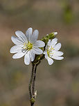 Cerastium decalvans subsp. leontopodium Synonym: Cerastium decalvans subsp. macedonicum<br />
https://www.jungledragon.com/image/149478/cerastium_decalvans_subsp._leontopodium.html<br />
https://www.jungledragon.com/image/149479/cerastium_decalvans_subsp._leontopodium.html<br />
https://www.jungledragon.com/image/149480/cerastium_decalvans_subsp._leontopodium.html Balkan endemic species,Bulgaria,Caryophyllaceae,Caryophyllales,Cerastium decalvans subsp. leontopodium,Cerastium decalvans subsp. macedonicum,Eudicot,Europe,Flowering Plant,Geotagged,Magnoliophyta,Plantae,South-eastern Bulgaria,Spring,Stargach mountain,Wildlife