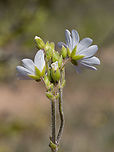 Cerastium decalvans subsp. leontopodium https://www.jungledragon.com/image/149477/cerastium_decalvans_subsp._leontopodium.html<br />
https://www.jungledragon.com/image/149479/cerastium_decalvans_subsp._leontopodium.html<br />
https://www.jungledragon.com/image/149480/cerastium_decalvans_subsp._leontopodium.html Balkan endemic species,Bulgaria,Caryophyllaceae,Caryophyllales,Cerastium decalvans subsp. leontopodium,Cerastium decalvans subsp. macedonicum,Eudicot,Europe,Flowering Plant,Geotagged,Magnoliophyta,Plantae,South-eastern Bulgaria,Spring,Stargach mountain,Wildlife