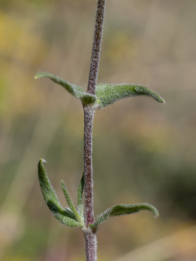Cerastium decalvans subsp. leontopodium <figure class="photo"><a href="https://www.jungledragon.com/image/149477/cerastium_decalvans_subsp._leontopodium.html" title="Cerastium decalvans subsp. leontopodium"><img src="https://s3.amazonaws.com/media.jungledragon.com/images/1332/149477_thumb.jpg?AWSAccessKeyId=05GMT0V3GWVNE7GGM1R2&Expires=1769040010&Signature=JU1LBWLzPEnitXTSpxr1ftREzzE%3D" width="116" height="152" alt="Cerastium decalvans subsp. leontopodium Synonym: Cerastium decalvans subsp. macedonicum<br />
https://www.jungledragon.com/image/149478/cerastium_decalvans_subsp._leontopodium.html<br />
https://www.jungledragon.com/image/149479/cerastium_decalvans_subsp._leontopodium.html<br />
https://www.jungledragon.com/image/149480/cerastium_decalvans_subsp._leontopodium.html Balkan endemic species,Bulgaria,Caryophyllaceae,Caryophyllales,Cerastium decalvans subsp. leontopodium,Cerastium decalvans subsp. macedonicum,Eudicot,Europe,Flowering Plant,Geotagged,Magnoliophyta,Plantae,South-eastern Bulgaria,Spring,Stargach mountain,Wildlife" /></a></figure><br />
<figure class="photo"><a href="https://www.jungledragon.com/image/149478/cerastium_decalvans_subsp._leontopodium.html" title="Cerastium decalvans subsp. leontopodium"><img src="https://s3.amazonaws.com/media.jungledragon.com/images/1332/149478_thumb.jpg?AWSAccessKeyId=05GMT0V3GWVNE7GGM1R2&Expires=1769040010&Signature=2VzMyIw%2Fvt3nJCS3wEtZIm%2Fm6pk%3D" width="116" height="152" alt="Cerastium decalvans subsp. leontopodium https://www.jungledragon.com/image/149477/cerastium_decalvans_subsp._leontopodium.html<br />
https://www.jungledragon.com/image/149479/cerastium_decalvans_subsp._leontopodium.html<br />
https://www.jungledragon.com/image/149480/cerastium_decalvans_subsp._leontopodium.html Balkan endemic species,Bulgaria,Caryophyllaceae,Caryophyllales,Cerastium decalvans subsp. leontopodium,Cerastium decalvans subsp. macedonicum,Eudicot,Europe,Flowering Plant,Geotagged,Magnoliophyta,Plantae,South-eastern Bulgaria,Spring,Stargach mountain,Wildlife" /></a></figure><br />
<figure class="photo"><a href="https://www.jungledragon.com/image/149480/cerastium_decalvans_subsp._leontopodium.html" title="Cerastium decalvans subsp. leontopodium"><img src="https://s3.amazonaws.com/media.jungledragon.com/images/1332/149480_thumb.jpg?AWSAccessKeyId=05GMT0V3GWVNE7GGM1R2&Expires=1769040010&Signature=JB3yyFpDAoIA3CgEDiE4JkXEkvY%3D" width="116" height="152" alt="Cerastium decalvans subsp. leontopodium https://www.jungledragon.com/image/149477/cerastium_decalvans_subsp._leontopodium.html<br />
https://www.jungledragon.com/image/149478/cerastium_decalvans_subsp._leontopodium.html<br />
https://www.jungledragon.com/image/149479/cerastium_decalvans_subsp._leontopodium.html Balkan endemic species,Bulgaria,Caryophyllaceae,Caryophyllales,Cerastium decalvans subsp. leontopodium,Cerastium decalvans subsp. macedonicum,Eudicot,Europe,Flowering Plant,Geotagged,Magnoliophyta,Plantae,South-eastern Bulgaria,Spring,Stargach mountain,Wildlife" /></a></figure> Balkan endemic species,Bulgaria,Caryophyllaceae,Caryophyllales,Cerastium decalvans subsp. leontopodium,Cerastium decalvans subsp. macedonicum,Eudicot,Europe,Flowering Plant,Geotagged,Magnoliophyta,Plantae,South-eastern Bulgaria,Spring,Stargach mountain,Wildlife