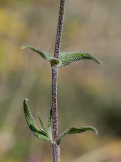 Cerastium decalvans subsp. leontopodium https://www.jungledragon.com/image/149477/cerastium_decalvans_subsp._leontopodium.html
https://www.jungledragon.com/image/149478/cerastium_decalvans_subsp._leontopodium.html
https://www.jungledragon.com/image/149480/cerastium_decalvans_subsp._leontopodium.html Balkan endemic species,Bulgaria,Caryophyllaceae,Caryophyllales,Cerastium decalvans subsp. leontopodium,Cerastium decalvans subsp. macedonicum,Eudicot,Europe,Flowering Plant,Geotagged,Magnoliophyta,Plantae,South-eastern Bulgaria,Spring,Stargach mountain,Wildlife