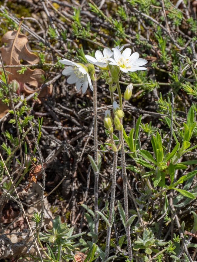 Cerastium decalvans subsp. leontopodium <figure class="photo"><a href="https://www.jungledragon.com/image/149477/cerastium_decalvans_subsp._leontopodium.html" title="Cerastium decalvans subsp. leontopodium"><img src="https://s3.amazonaws.com/media.jungledragon.com/images/1332/149477_thumb.jpg?AWSAccessKeyId=05GMT0V3GWVNE7GGM1R2&Expires=1769040010&Signature=JU1LBWLzPEnitXTSpxr1ftREzzE%3D" width="116" height="152" alt="Cerastium decalvans subsp. leontopodium Synonym: Cerastium decalvans subsp. macedonicum<br />
https://www.jungledragon.com/image/149478/cerastium_decalvans_subsp._leontopodium.html<br />
https://www.jungledragon.com/image/149479/cerastium_decalvans_subsp._leontopodium.html<br />
https://www.jungledragon.com/image/149480/cerastium_decalvans_subsp._leontopodium.html Balkan endemic species,Bulgaria,Caryophyllaceae,Caryophyllales,Cerastium decalvans subsp. leontopodium,Cerastium decalvans subsp. macedonicum,Eudicot,Europe,Flowering Plant,Geotagged,Magnoliophyta,Plantae,South-eastern Bulgaria,Spring,Stargach mountain,Wildlife" /></a></figure><br />
<figure class="photo"><a href="https://www.jungledragon.com/image/149478/cerastium_decalvans_subsp._leontopodium.html" title="Cerastium decalvans subsp. leontopodium"><img src="https://s3.amazonaws.com/media.jungledragon.com/images/1332/149478_thumb.jpg?AWSAccessKeyId=05GMT0V3GWVNE7GGM1R2&Expires=1769040010&Signature=2VzMyIw%2Fvt3nJCS3wEtZIm%2Fm6pk%3D" width="116" height="152" alt="Cerastium decalvans subsp. leontopodium https://www.jungledragon.com/image/149477/cerastium_decalvans_subsp._leontopodium.html<br />
https://www.jungledragon.com/image/149479/cerastium_decalvans_subsp._leontopodium.html<br />
https://www.jungledragon.com/image/149480/cerastium_decalvans_subsp._leontopodium.html Balkan endemic species,Bulgaria,Caryophyllaceae,Caryophyllales,Cerastium decalvans subsp. leontopodium,Cerastium decalvans subsp. macedonicum,Eudicot,Europe,Flowering Plant,Geotagged,Magnoliophyta,Plantae,South-eastern Bulgaria,Spring,Stargach mountain,Wildlife" /></a></figure><br />
<figure class="photo"><a href="https://www.jungledragon.com/image/149479/cerastium_decalvans_subsp._leontopodium.html" title="Cerastium decalvans subsp. leontopodium"><img src="https://s3.amazonaws.com/media.jungledragon.com/images/1332/149479_thumb.jpg?AWSAccessKeyId=05GMT0V3GWVNE7GGM1R2&Expires=1769040010&Signature=F0Xc06%2Bb9pscVdWGC3ogKy0DXyA%3D" width="116" height="152" alt="Cerastium decalvans subsp. leontopodium https://www.jungledragon.com/image/149477/cerastium_decalvans_subsp._leontopodium.html<br />
https://www.jungledragon.com/image/149478/cerastium_decalvans_subsp._leontopodium.html<br />
https://www.jungledragon.com/image/149480/cerastium_decalvans_subsp._leontopodium.html Balkan endemic species,Bulgaria,Caryophyllaceae,Caryophyllales,Cerastium decalvans subsp. leontopodium,Cerastium decalvans subsp. macedonicum,Eudicot,Europe,Flowering Plant,Geotagged,Magnoliophyta,Plantae,South-eastern Bulgaria,Spring,Stargach mountain,Wildlife" /></a></figure> Balkan endemic species,Bulgaria,Caryophyllaceae,Caryophyllales,Cerastium decalvans subsp. leontopodium,Cerastium decalvans subsp. macedonicum,Eudicot,Europe,Flowering Plant,Geotagged,Magnoliophyta,Plantae,South-eastern Bulgaria,Spring,Stargach mountain,Wildlife