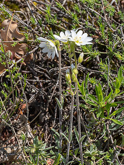Cerastium decalvans subsp. leontopodium https://www.jungledragon.com/image/149477/cerastium_decalvans_subsp._leontopodium.html
https://www.jungledragon.com/image/149478/cerastium_decalvans_subsp._leontopodium.html
https://www.jungledragon.com/image/149479/cerastium_decalvans_subsp._leontopodium.html Balkan endemic species,Bulgaria,Caryophyllaceae,Caryophyllales,Cerastium decalvans subsp. leontopodium,Cerastium decalvans subsp. macedonicum,Eudicot,Europe,Flowering Plant,Geotagged,Magnoliophyta,Plantae,South-eastern Bulgaria,Spring,Stargach mountain,Wildlife
