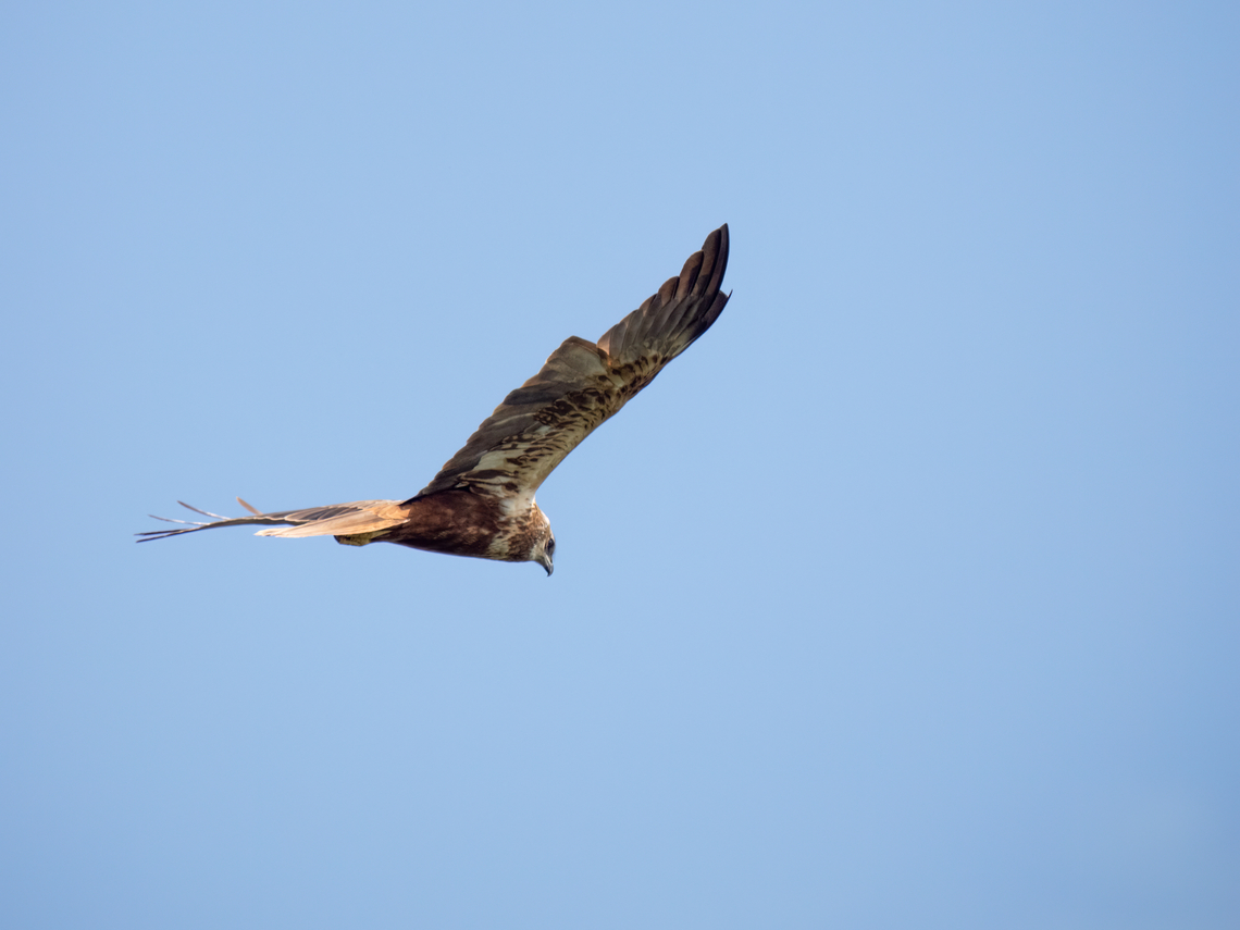 Western marsh harrier female - Circus aeruginosus <figure class="photo"><a href="https://www.jungledragon.com/image/156050/western_marsh_harrier_male_-_circus_aeruginosus.html" title="Western marsh harrier male - Circus aeruginosus"><img src="https://s3.amazonaws.com/media.jungledragon.com/images/1332/156050_thumb.jpg?AWSAccessKeyId=05GMT0V3GWVNE7GGM1R2&Expires=1759968010&Signature=Cw5JrwyqR%2F1n0Vld70ZZyHTxkng%3D" width="200" height="150" alt="Western marsh harrier male - Circus aeruginosus https://www.jungledragon.com/image/149694/western_marsh_harrier_female_-_circus_aeruginosus.html Accipitridae,Accipitriformes,Animalia,Aves,Bird of prey,Chordata,Circus aeruginosus,Danube delta biosphere reserve,Europe,Geotagged,Romania,Spring,Western marsh harrier,Wildlife" /></a></figure> Accipitridae,Accipitriformes,Animal,Animalia,Aves,Bird,Bird of prey,Chordata,Circus aeruginosus,Danube delta biosphere reserve,Europe,Geotagged,Romania,Spring,Western marsh harrier,Wildlife