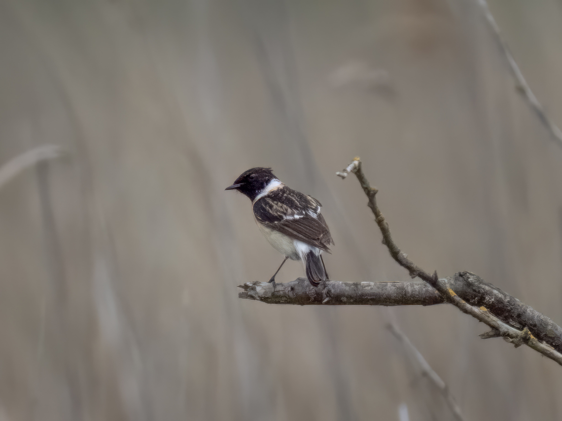 Siberian stonechat (Caspian) - Saxicola maurus hemprichii Great find. Very rarely seen in Bulgaria. <br />
With substantial white basal portion on exposed outer tail-feathers beyond upper-tail coverts diagnostic, permitting identification from similar S.m.variegatus. Geographic range: Steppes of lower Volga and mouth of Ural River to e Caucasus. Animalia,Aves,Bulgaria,Chordata,Dobrich,Eastern stonechat,Europe,Geotagged,Lake Durankulak,Muscicapidae,Passeriformes,Passerine,Saxicola maurus,Saxicola maurus hemprichii,Siberian stonechat,Spring,Wildlife