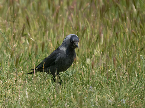 Eurasian jackdaw - Coloeus monedula soemmerringii  Animalia,Aves,Chordata,Coloeus monedula,Coloeus monedula soemmerringii,Corvidae,Danube delta biosphere reserve,Europe,Geotagged,Passeriformes,Passerine,Romania,Spring,Vadu,Western Jackdaw,Wildlife