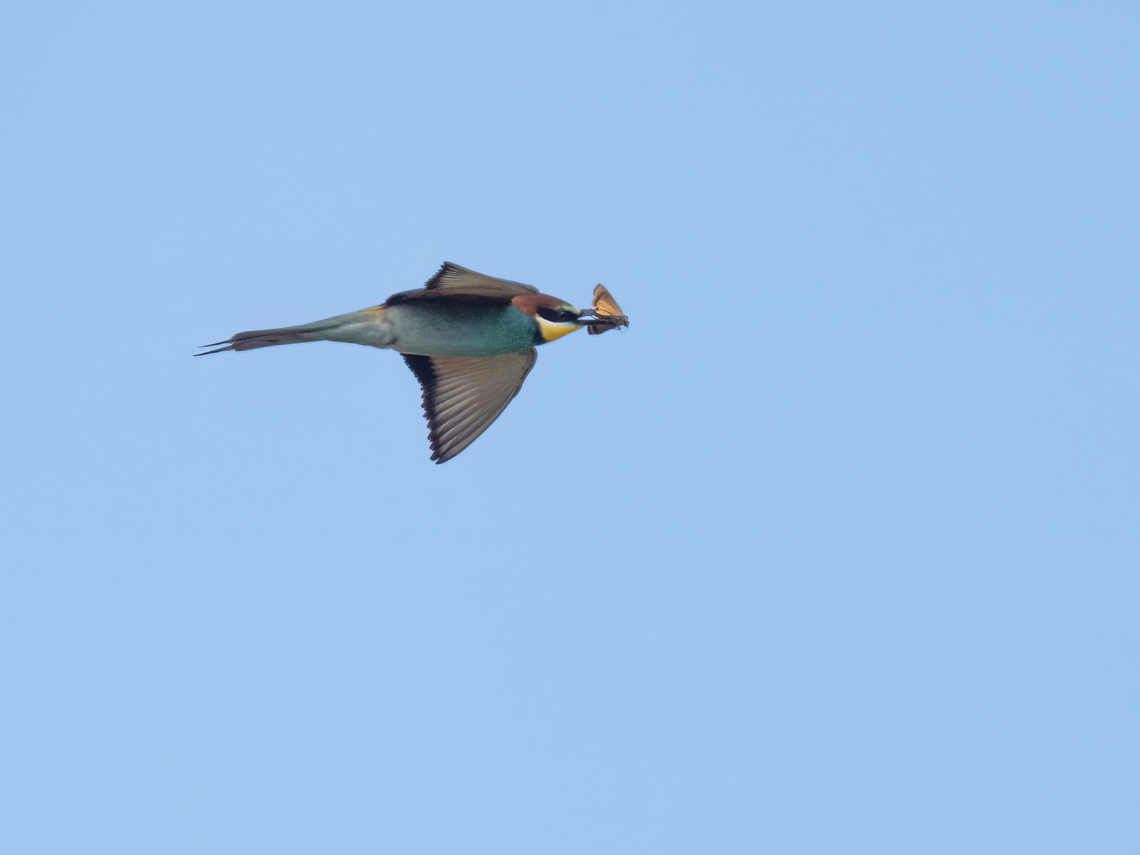 European bee-eater - Merops apiaster  Animalia,Aves,Chordata,Coraciiformes,Danube delta biosphere reserve,Europe,European bee-eater,Geotagged,Meropidae,Merops apiaster,Romania,Spring,Vadu,Wildlife