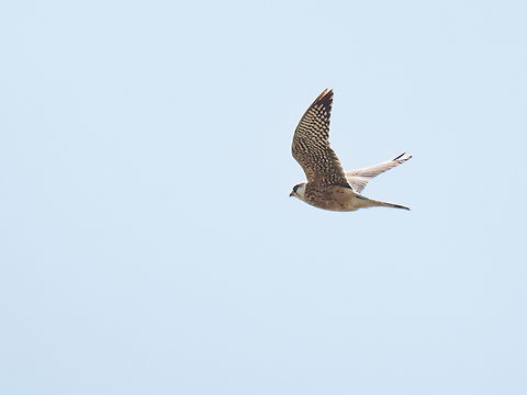 Common kestrel - Falco tinnunculus  Animalia,Aves,Chordata,Common Kestrel,Common kestrel,Danube delta biosphere reserve,Europe,Falco tinnunculus,Falcon,Falconidae,Falconiformes,Geotagged,Romania,Spring,Vadu,Wildlife