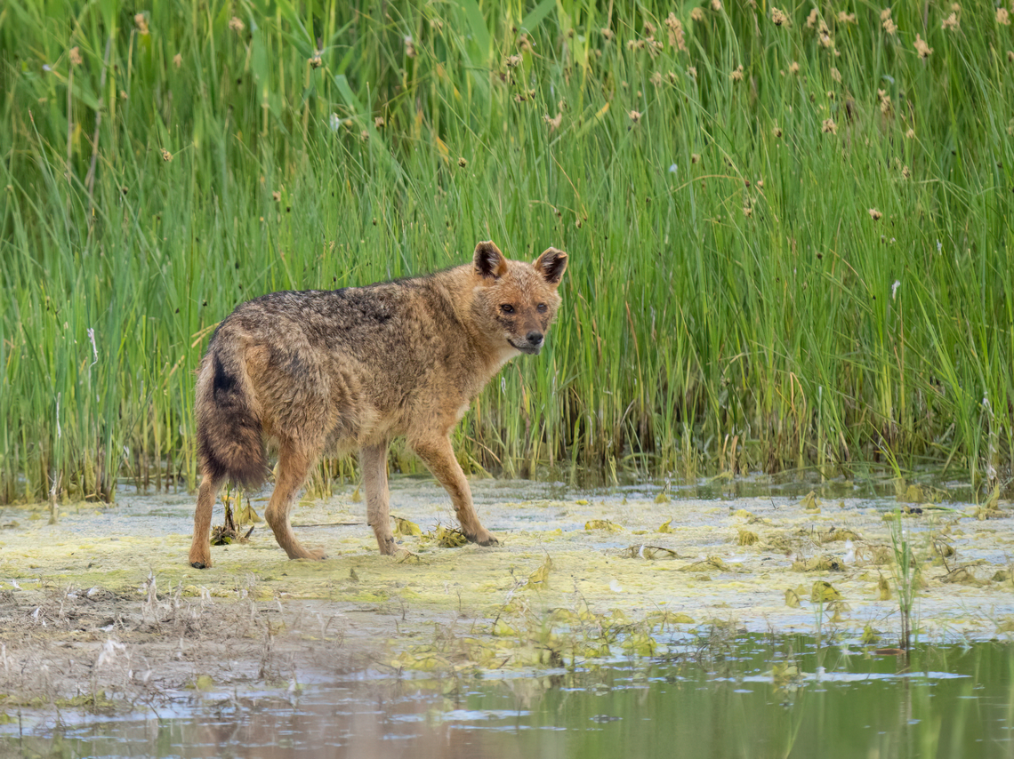 European jackal - Canis aureus moreoticus  Animalia,Canidae,Canis aureus moreoticus,Carnivora,Caucasian jackal,Chordata,Danube delta biosphere reserve,Europe,European jackal,Geotagged,Mammalia,Reed wolf,Romania,Spring,Vadu,Wildlife