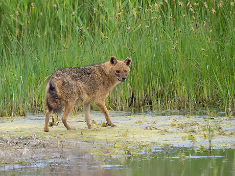 European jackal - Canis aureus moreoticus  Animalia,Canidae,Canis aureus moreoticus,Carnivora,Caucasian jackal,Chordata,Danube delta biosphere reserve,Europe,European jackal,Geotagged,Mammalia,Reed wolf,Romania,Spring,Vadu,Wildlife