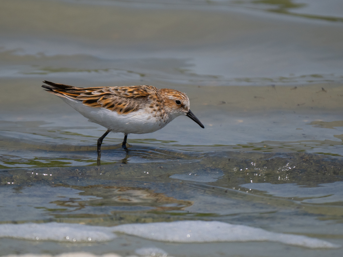 Little stint - Calidris minuta  Animalia,Aves,Calidris minuta,Charadriiformes,Chordata,Danube delta biosphere reserve,Europe,Geotagged,Little stint,Romania,Scolopacidae,Shorebird,Spring,Vadu,Wader,Wildlife
