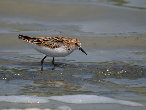Little stint - Calidris minuta  Animalia,Aves,Calidris minuta,Charadriiformes,Chordata,Danube delta biosphere reserve,Europe,Geotagged,Little stint,Romania,Scolopacidae,Shorebird,Spring,Vadu,Wader,Wildlife