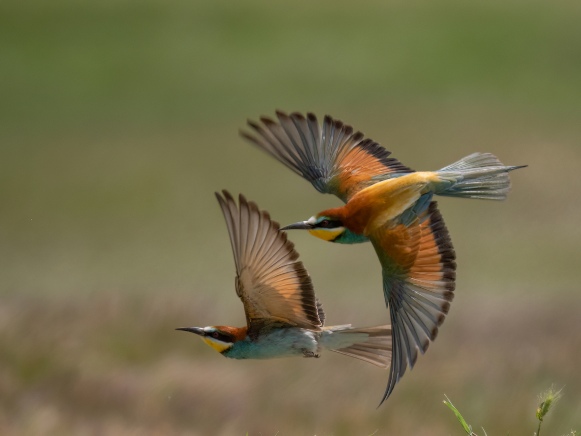 European bee-eaters - Merops apiaster  Animalia,Aves,Chordata,Coraciiformes,Danube delta biosphere reserve,Europe,European bee-eater,Geotagged,Meropidae,Merops apiaster,Romania,Spring,Vadu,Wildlife