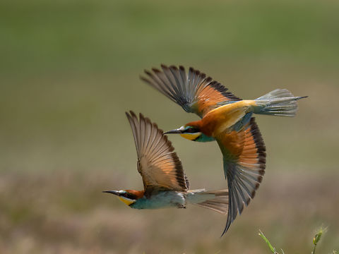 European bee-eaters - Merops apiaster  Animalia,Aves,Chordata,Coraciiformes,Danube delta biosphere reserve,Europe,European bee-eater,Geotagged,Meropidae,Merops apiaster,Romania,Spring,Vadu,Wildlife