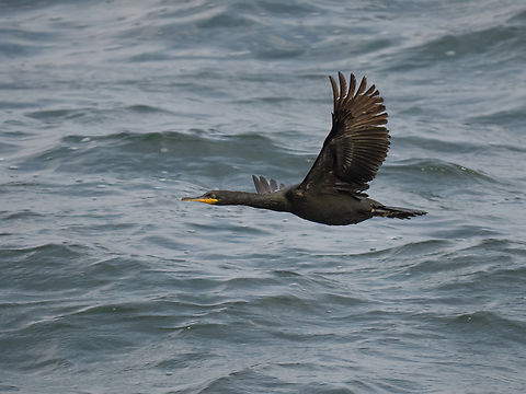 European shag - Phalacrocorax aristotelis  Animalia,Aves,Bulgaria,Chordata,Dobrich,Europe,European Shag,European shag,Geotagged,Phalacrocoracidae,Phalacrocorax aristotelis,Seabird,Shabla,Spring,Suliformes,Wildlife