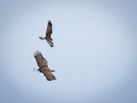 White-tailed eagle - Haliaeetus albicilla White-tailed eagle bothered by a male marsh harrier Accipitridae,Accipitriformes,Animalia,Aves,Bird of prey,Bulgaria,Chordata,Dobrich,Europe,Geotagged,Haliaeetus albicilla,Lake Durankulak,Spring,White-tailed Eagle,White-tailed eagle,Wildlife