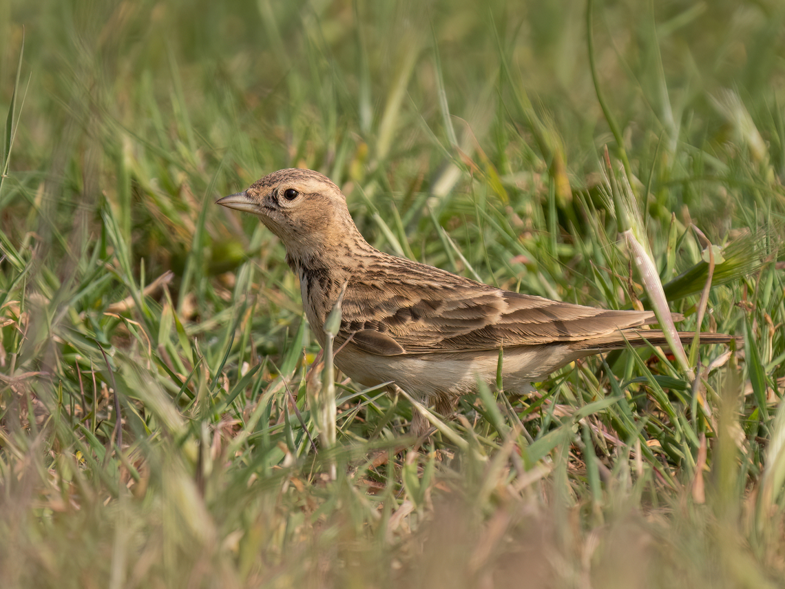 Greater short-toed lark - Calandrella brachydactyla  Alaudidae,Animalia,Aves,Bulgaria,Calandrella brachydactyla,Chordata,Dobrich,Europe,Geotagged,Greater short-toed lark,Kavarna,Passeriformes,Passerine,Spring,Wildlife,greater short-toed lark