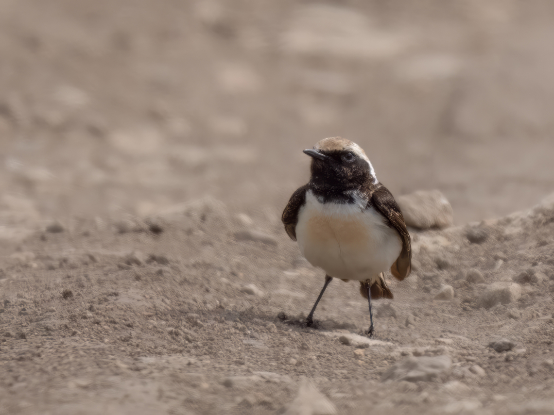 Pied wheatear male - Oenanthe pleschanka <figure class="photo"><a href="https://www.jungledragon.com/image/150025/pied_wheatear_female_-_oenanthe_pleschanka.html" title="Pied wheatear female - Oenanthe pleschanka"><img src="https://s3.amazonaws.com/media.jungledragon.com/images/1332/150025_thumb.jpg?AWSAccessKeyId=05GMT0V3GWVNE7GGM1R2&Expires=1769040010&Signature=VSwWeXS0ykzvouw4ZyLoQxG9D0Y%3D" width="200" height="150" alt="Pied wheatear female - Oenanthe pleschanka https://www.jungledragon.com/image/150024/pied_wheatear_male_-_oenanthe_pleschanka.html Animalia,Aves,Bulgaria,Chordata,Geotagged,Muscicapidae,Oenanthe pleschanka,Passeriformes,Passerine,Pied wheatear,Spring,Wildlife" /></a></figure> Animalia,Aves,Bulgaria,Chordata,Geotagged,Muscicapidae,Oenanthe pleschanka,Passeriformes,Passerine,Pied wheatear,Spring,Wildlife