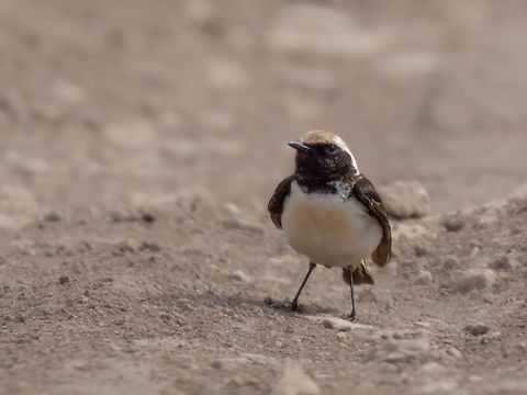 Pied wheatear male - Oenanthe pleschanka https://www.jungledragon.com/image/150025/pied_wheatear_female_-_oenanthe_pleschanka.html Animalia,Aves,Bulgaria,Chordata,Geotagged,Muscicapidae,Oenanthe pleschanka,Passeriformes,Passerine,Pied wheatear,Spring,Wildlife