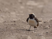 Pied wheatear male - Oenanthe pleschanka https://www.jungledragon.com/image/150025/pied_wheatear_female_-_oenanthe_pleschanka.html Animalia,Aves,Bulgaria,Chordata,Geotagged,Muscicapidae,Oenanthe pleschanka,Passeriformes,Passerine,Pied wheatear,Spring,Wildlife