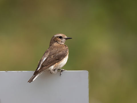 Pied wheatear female - Oenanthe pleschanka https://www.jungledragon.com/image/150024/pied_wheatear_male_-_oenanthe_pleschanka.html Animalia,Aves,Bulgaria,Chordata,Geotagged,Muscicapidae,Oenanthe pleschanka,Passeriformes,Passerine,Pied wheatear,Spring,Wildlife