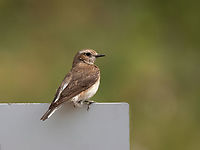 Pied wheatear female - Oenanthe pleschanka https://www.jungledragon.com/image/150024/pied_wheatear_male_-_oenanthe_pleschanka.html Animalia,Aves,Bulgaria,Chordata,Geotagged,Muscicapidae,Oenanthe pleschanka,Passeriformes,Passerine,Pied wheatear,Spring,Wildlife