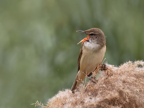 Great Reed Warbler - Acrocephalus arundinaceus  Acrocephalidae,Acrocephalus arundinaceus,Animalia,Aves,Chordata,Danube delta biosphere reserve,Europe,Geotagged,Great Reed Warbler,Great reed warbler,Passeriformes,Passerine,Romania,Spring,Wildlife