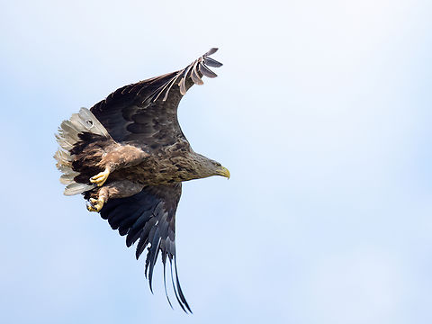 White-tailed eagle - Haliaeetus albicilla  Accipitridae,Accipitriformes,Animalia,Aves,Bird of prey,Chordata,Danube delta biosphere reserve,Europe,Geotagged,Haliaeetus albicilla,Romania,Spring,White-tailed Eagle,White-tailed eagle,Wildlife