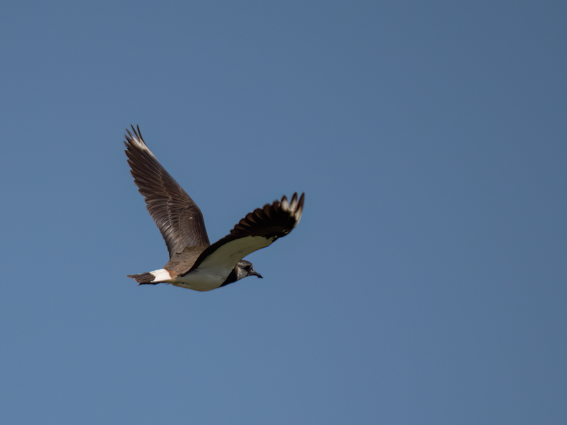 Vanellus vanellus - Northern lapwing  Animalia,Aves,Charadriidae,Charadriiformes,Chordata,Danube delta biosphere reserve,Europe,Geotagged,Northern lapwing,Romania,Spring,Vanellus vanellus,Wildlife