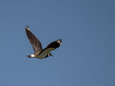 Vanellus vanellus - Northern lapwing  Animalia,Aves,Charadriidae,Charadriiformes,Chordata,Danube delta biosphere reserve,Europe,Geotagged,Northern lapwing,Romania,Spring,Vanellus vanellus,Wildlife