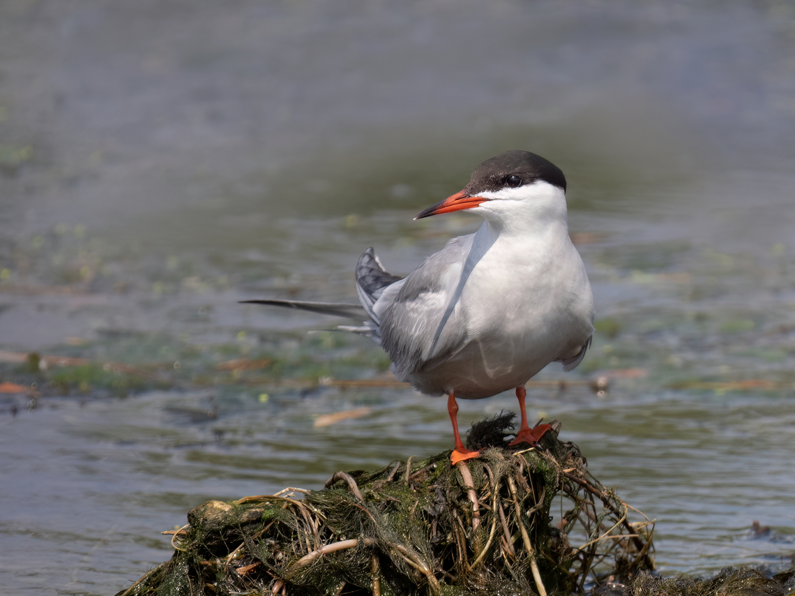 Common tern - Sterna hirundo  Animalia,Aves,Charadriiformes,Chordata,Common tern,Danube delta biosphere reserve,Europe,Geotagged,Laridae,Romania,Spring,Sterna hirundo,Wildlife