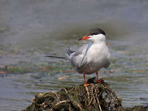 Common tern - Sterna hirundo  Animalia,Aves,Charadriiformes,Chordata,Common tern,Danube delta biosphere reserve,Europe,Geotagged,Laridae,Romania,Spring,Sterna hirundo,Wildlife