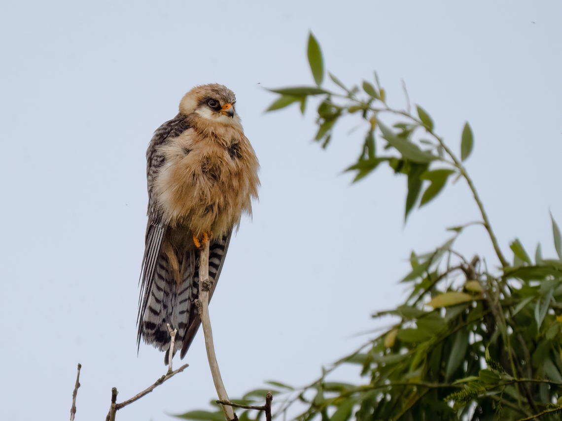 Red-footed falcon - Falco vespertinus  Animalia,Aves,Chordata,Danube delta biosphere reserve,Europe,Falco vespertinus,Falcon,Falconidae,Falconiformes,Geotagged,Red-footed falcon,Romania,Spring,Wildlife
