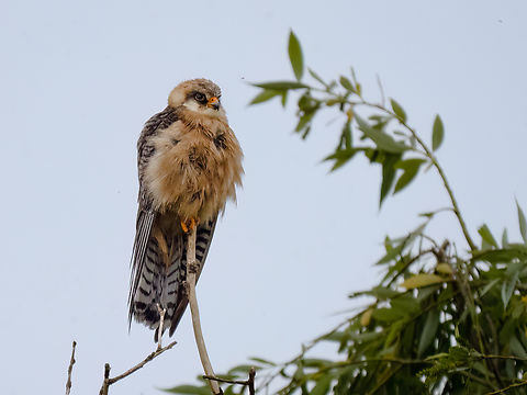Red-footed falcon - Falco vespertinus  Animalia,Aves,Chordata,Danube delta biosphere reserve,Europe,Falco vespertinus,Falcon,Falconidae,Falconiformes,Geotagged,Red-footed falcon,Romania,Spring,Wildlife
