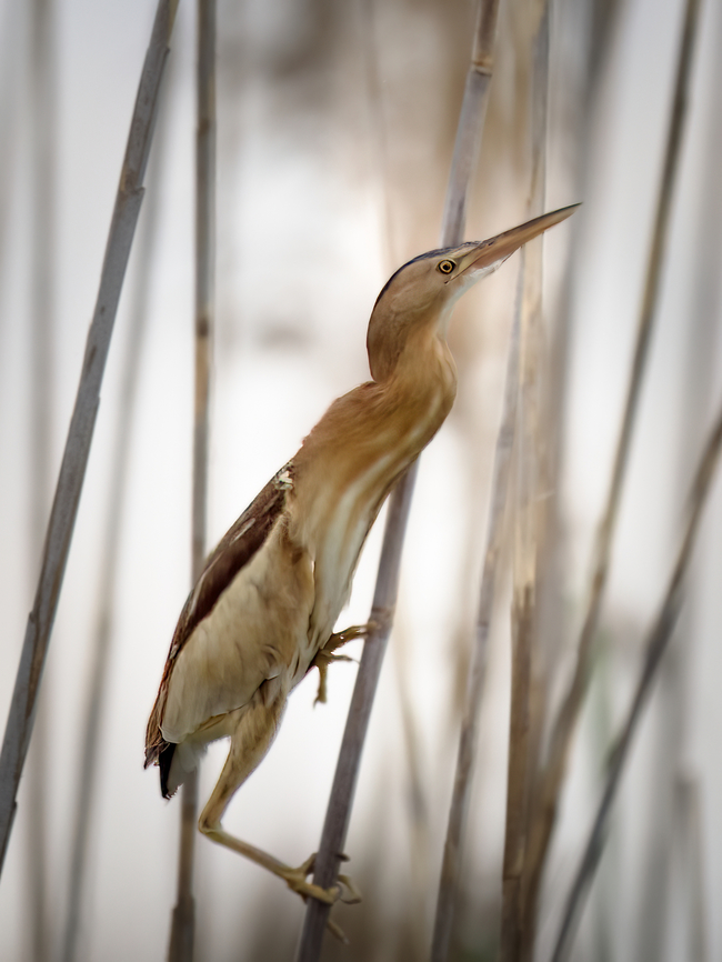 Little bittern - Ixobrychus minutus  Animalia,Ardeidae,Aves,Chordata,Danube delta biosphere reserve,Europe,Geotagged,Ixobrychus minutus,Little Bittern,Little bittern,Pelecaniformes,Romania,Spring,Wildlife